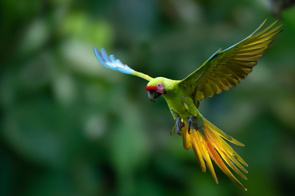 A wild Great Green Macaw flying