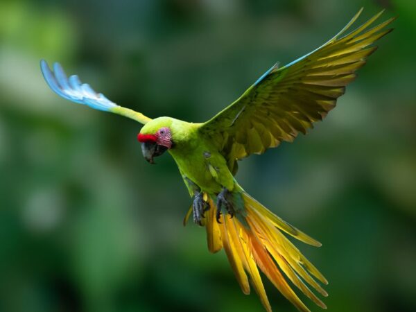 Great Green Macaws: Engaging Communities in Conservation