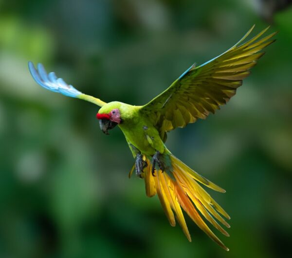 A wild Great Green Macaw flying