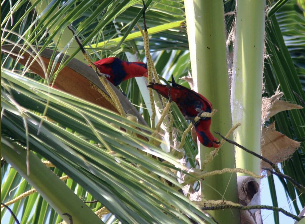 Wild Red-and-blue Lories climb in a palm tree