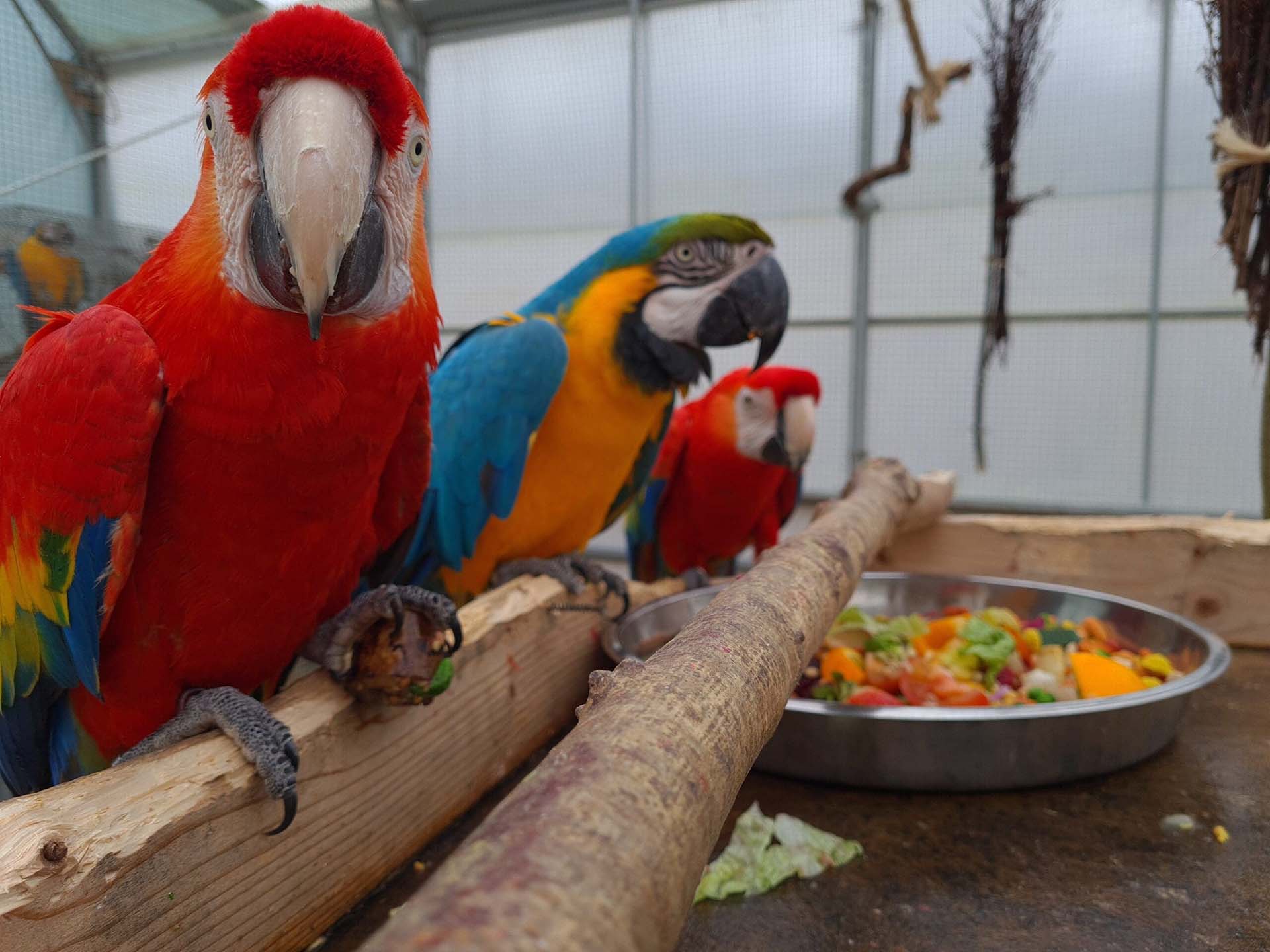 Improving Parrot Care