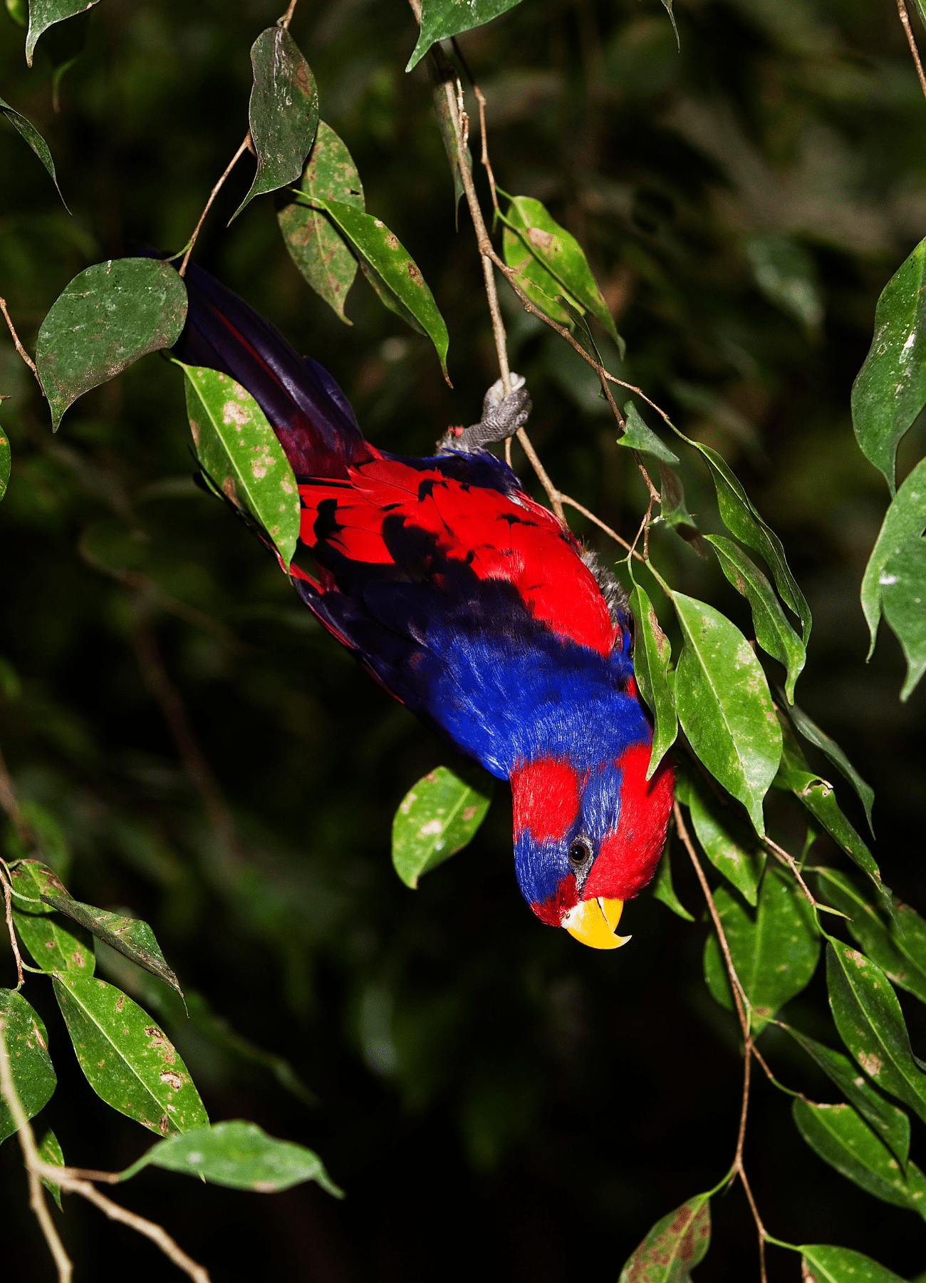 <br><br>Red-and-blue Lory<br>Conservation