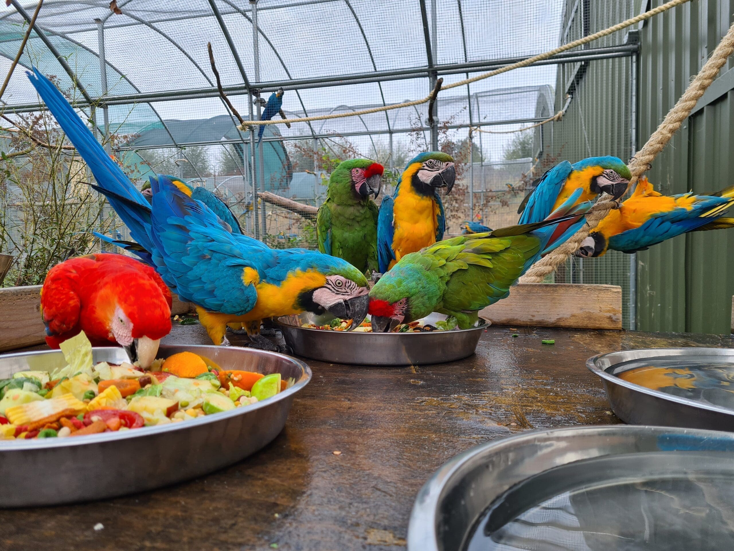 <br><br>The Kiwa Centre for <br>Parrot Conservation and Welfare