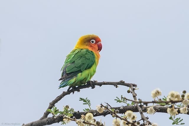 <br>Africa Lovebird <br>Conservation