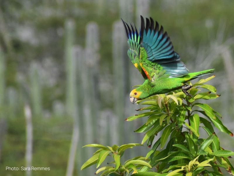 40 Years of research, conservation & management for the Yellow-shouldered Amazon