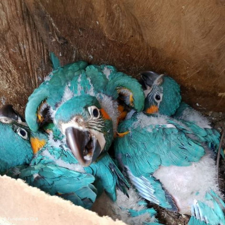 Blue-throated Macaw Nesting Season Begins with New Hope