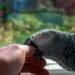 Grey parrot biting hand © Brian Hartnett, Getty Images