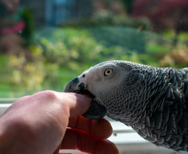 Biting Behaviour in Companion Parrots