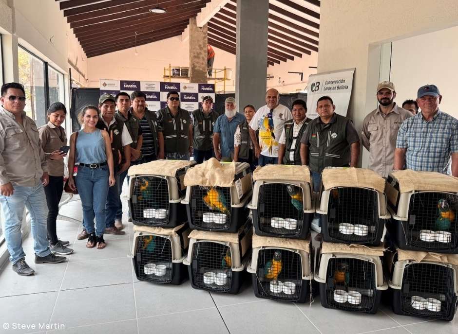 Blue-throated Macaws are welcomed to Bolivia