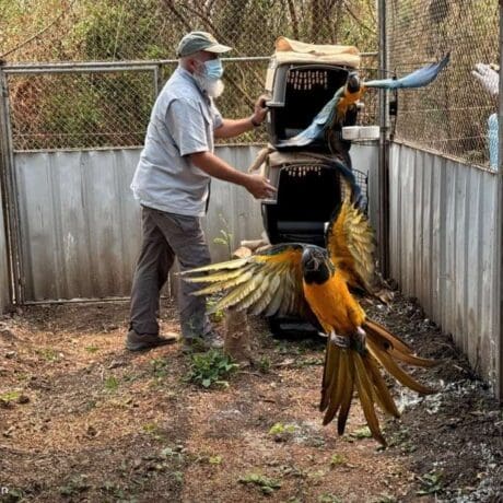 Visual Reference: Programs And Projects Blue Throated Macaw Conservation