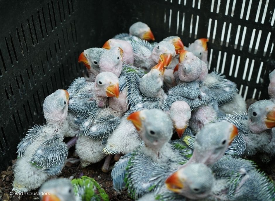 Uniting to Stop Parrot Trafficking