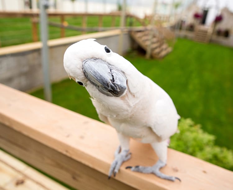 Understanding and Managing Parrot Aggression