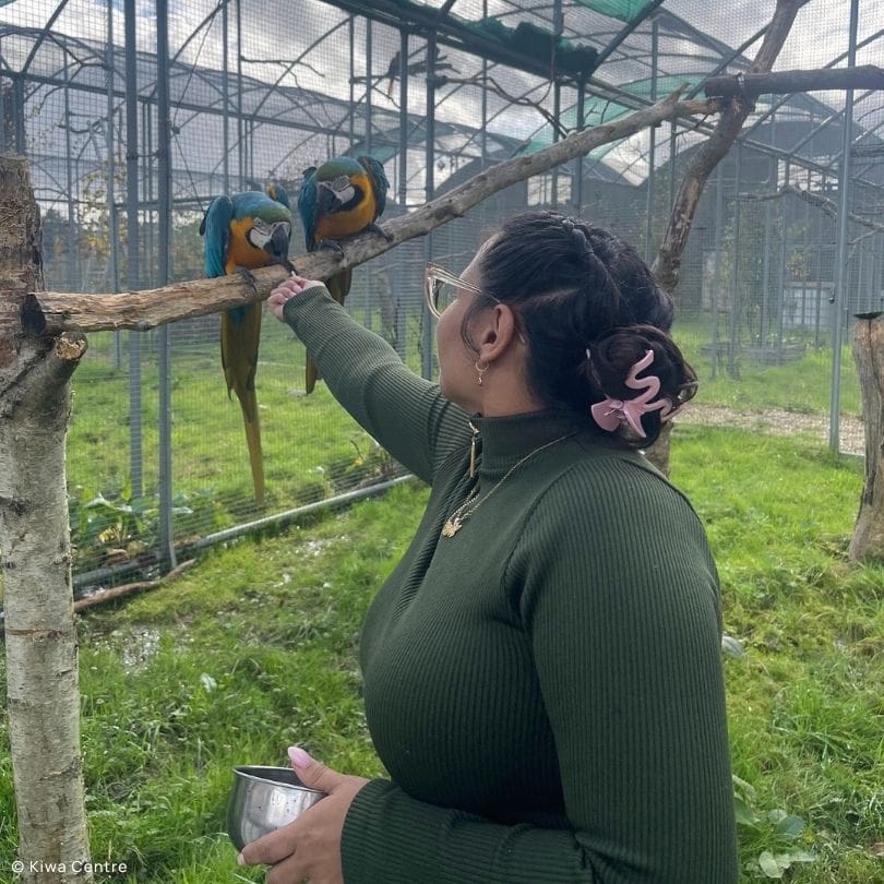 Collaboration: Joymer from Puerto Rican Parrot Recovery visits Kiwa Centre