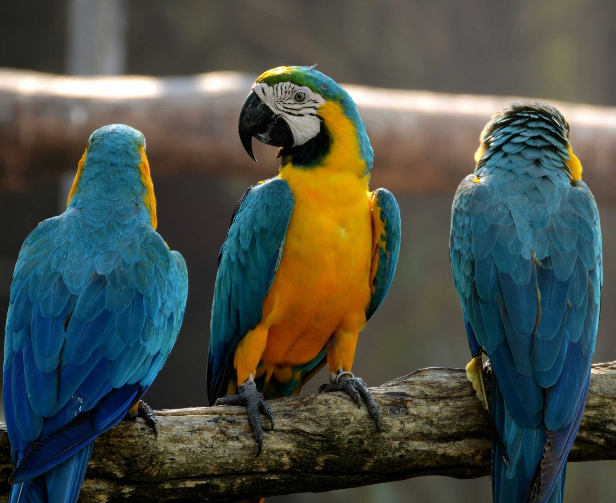 New WPT Study Warns of Risks in Expanding Captive-Bred Parrot Trade