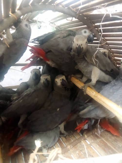 Innovative Legal Training Launched to Combat African Grey Parrot Trafficking in DRC