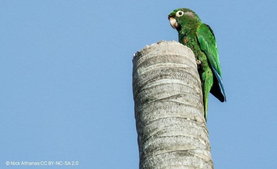 Community-Driven Conservation: Protecting the Santa Marta Parakeet in Colombia