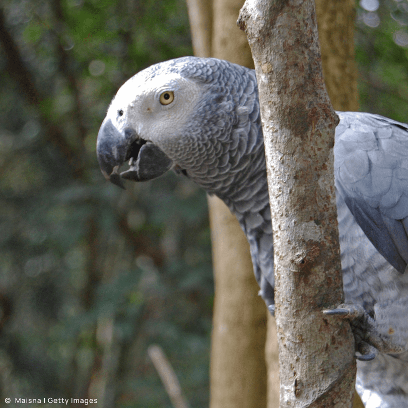 World Parrot Day X Space: Experts Unite to Protect Africa’s Parrots