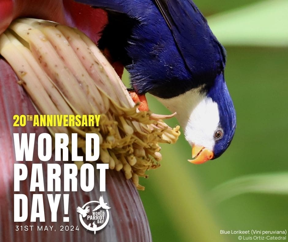 World Parrot Day Celebrates 20 Years of Protecting Parrots Worldwide