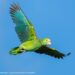 Yellow-shouldered Amazon in flight after being released on Aruba