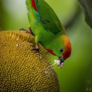 A wild Black-billed Hanging Parrot feeds