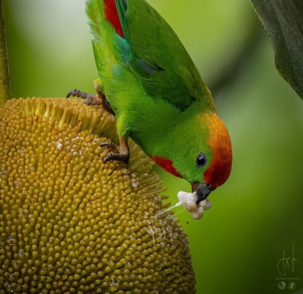 A wild Black-billed Hanging Parrot feeds