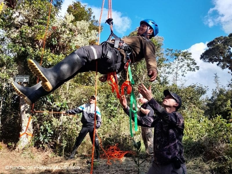 Climbing for Conservation: Equipping Rangers to Protect the Fuertes’s Parrot