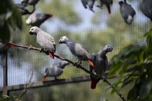 Trafficked parrots return to DRC