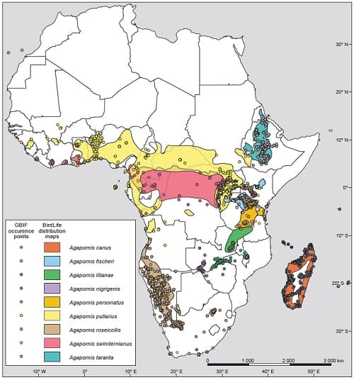 African Lovebird Research Breakthrough to Further Conservation Efforts