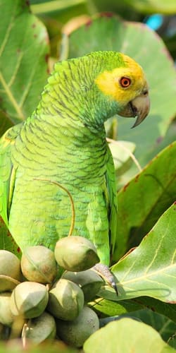 Image link