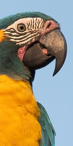 Image link