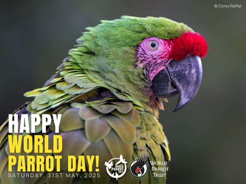 World Parrot Day 2025: Celebrating Parrots, Partners, and Progress 
