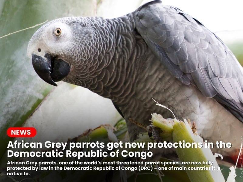 African Grey parrots get new protections in the Democratic Republic of Congo