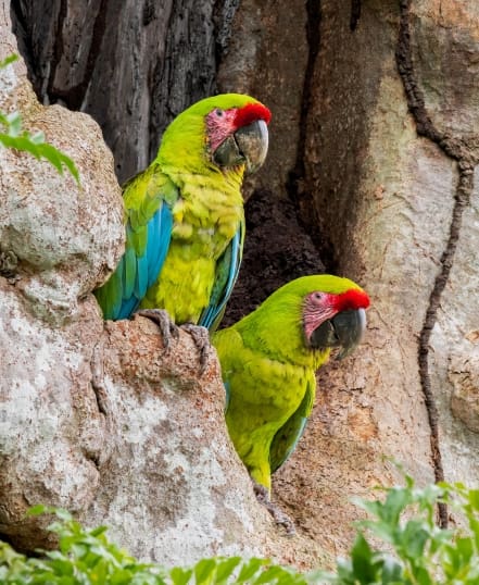 Great Green Macaw