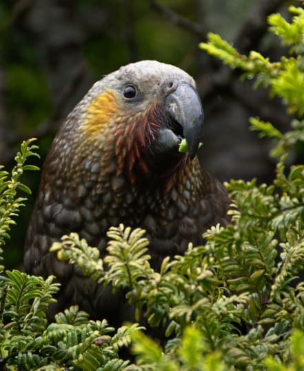 Learn more about the work being done to protect the Kākā
