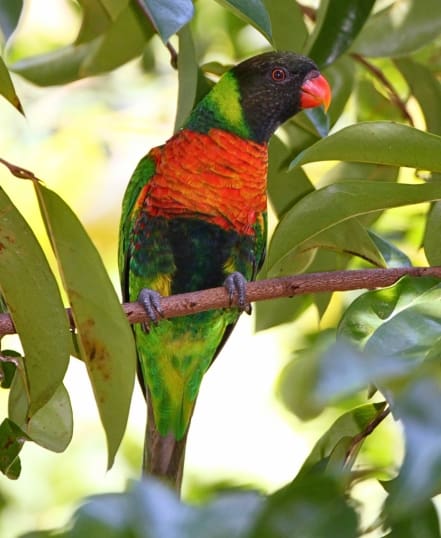 Mitchell's Lorikeet