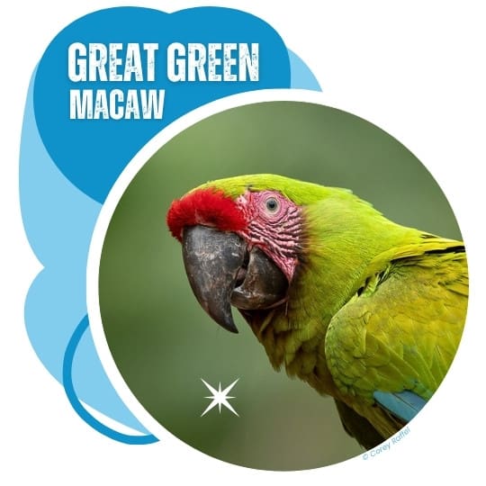 Great Green Macaw
