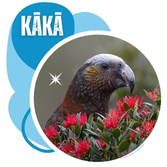 Kaka