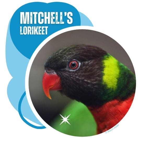 Mitchell's Lorikeet