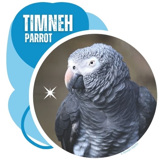Timneh Parrot