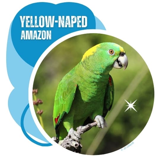 Yellow-naped Amazon