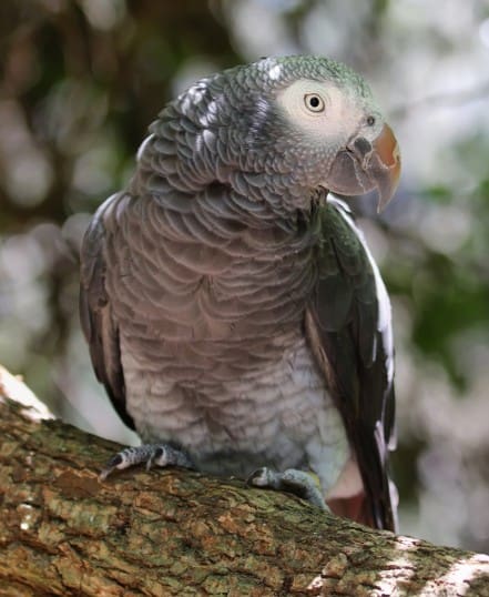 Timneh Parrot
