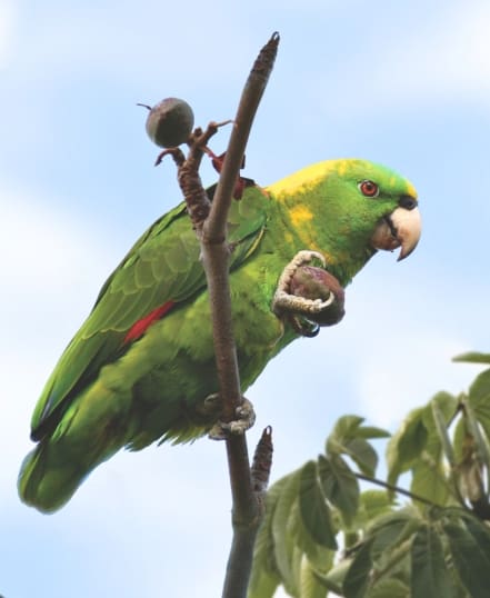 Yellow-naped Amazon